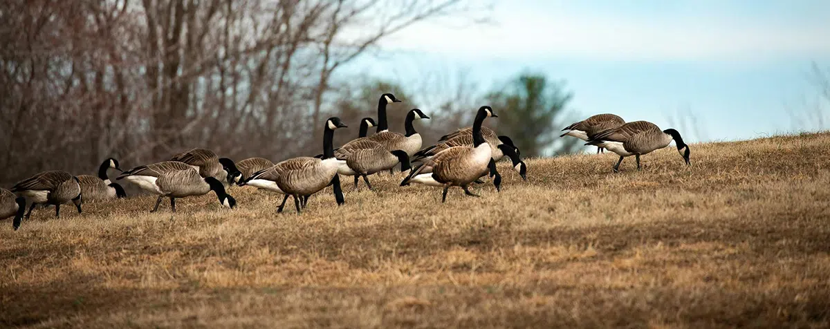 canada geese in a field