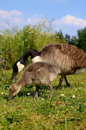 Canada goose and gosling