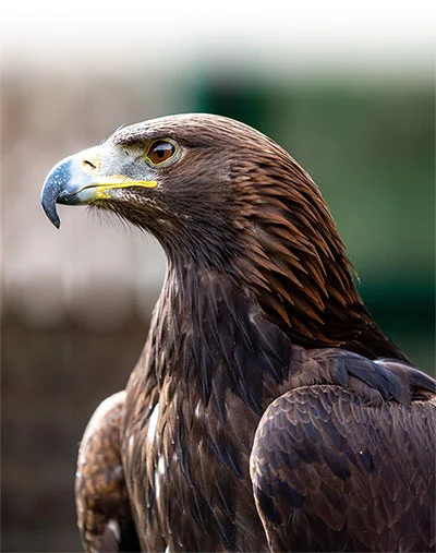 Golden Eagles & Falconry