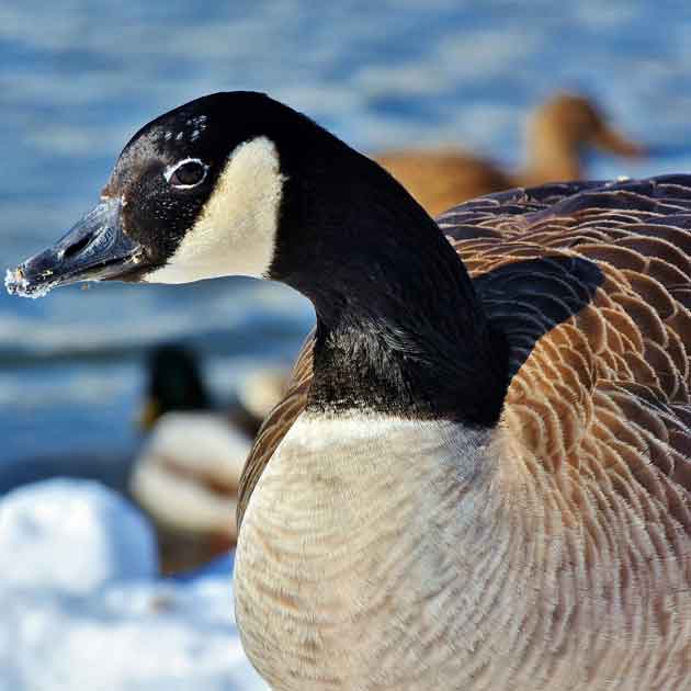 goose in article