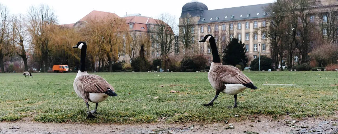 goose managementl in urban environment