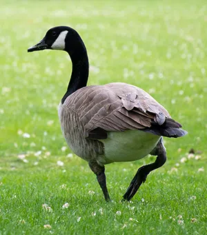 canada goose on grass