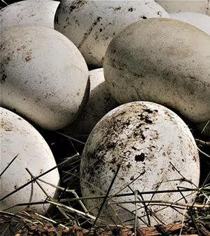 goose nest eggs