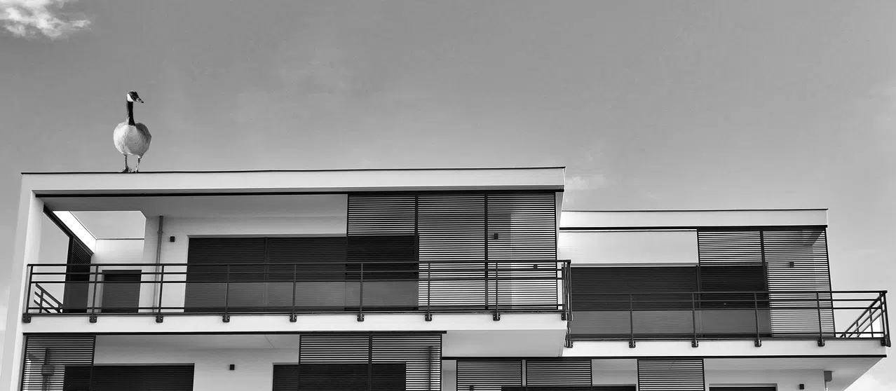 Getting and keeping Canada geese off of Vaughan's rooftops goose on roof