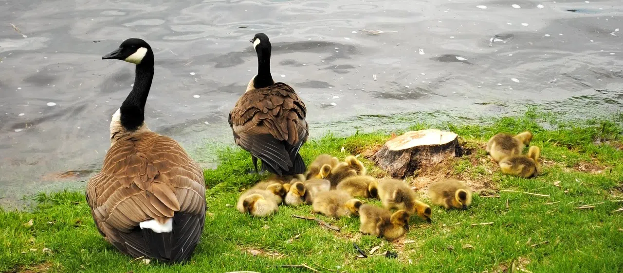 A militant approach is needed to control Windsor goose population goose removal windsor