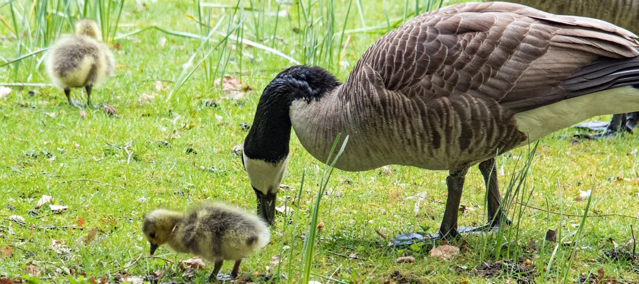 Rise in goslings in Vaughan, Ontario Canada goose with two goslings