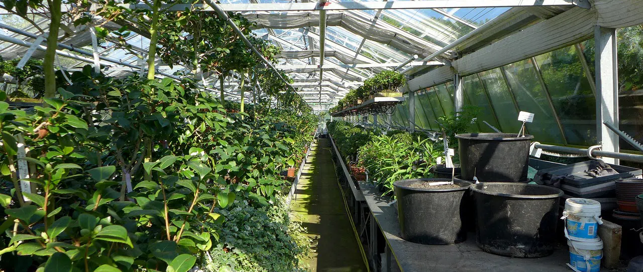 Raccoons move into greenhouses as temperatures drop greenhouse with shelves and plants