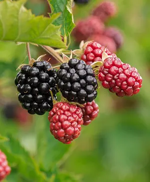 Blackberries, ripe and not ripe