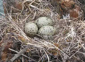 gull nest with 3 eggs