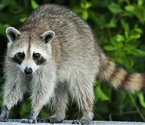 image of a relaxed raccoon