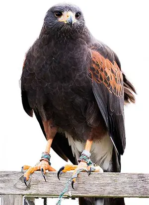 harris hawk