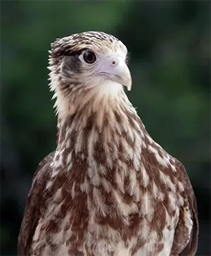 hawk fledgling