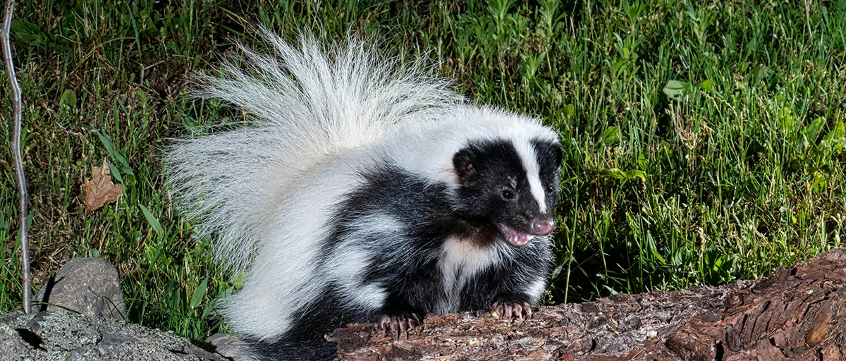 Skunk on rocky surface