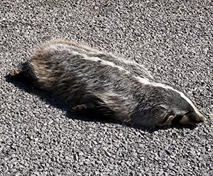 dead skunk