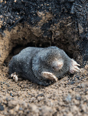 mole emerging from ground