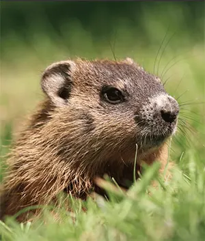 Groundhog face and upper body