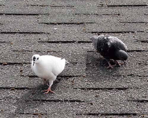 2 pigeons on shingled roof