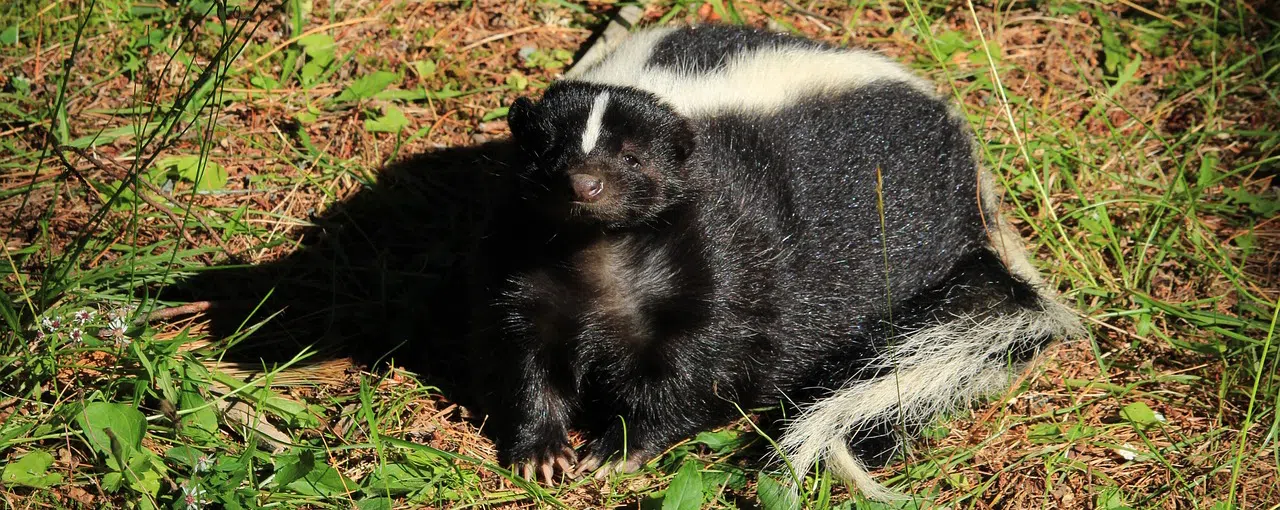 Skunk looking at camera