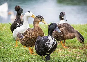 Several different types of ducks