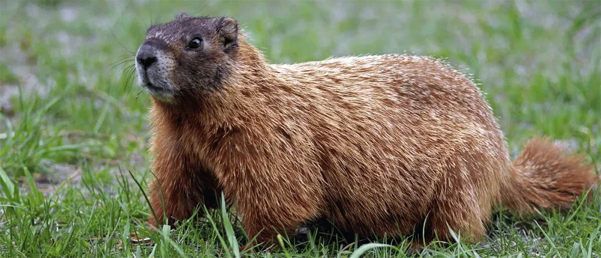 groundhog in grass