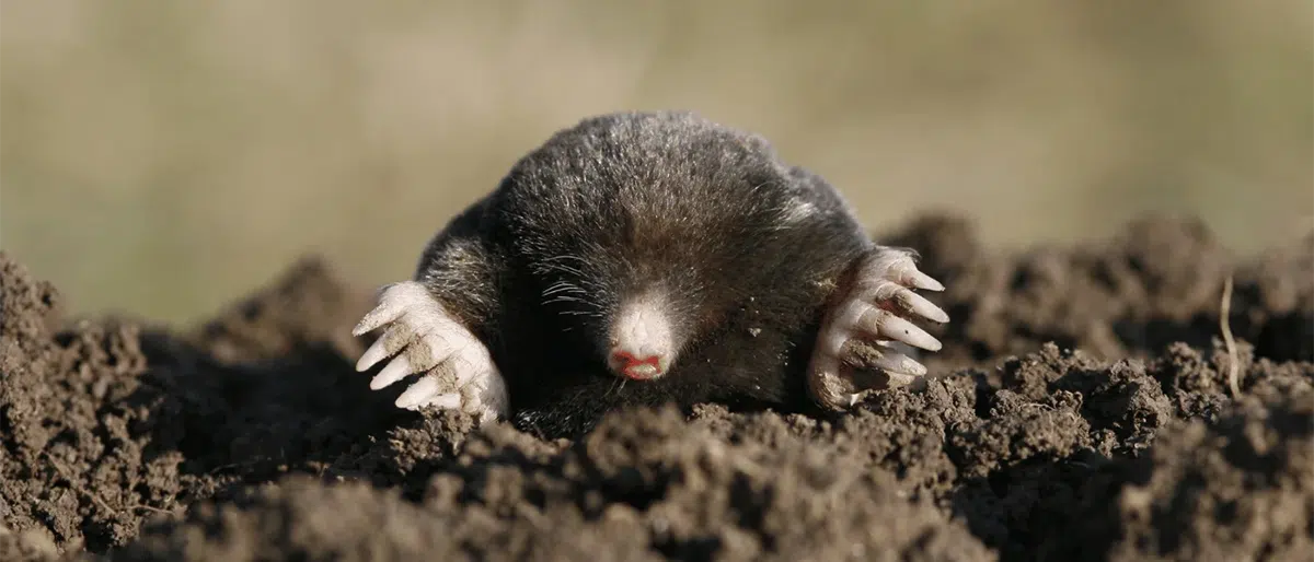 moles emerging from ground