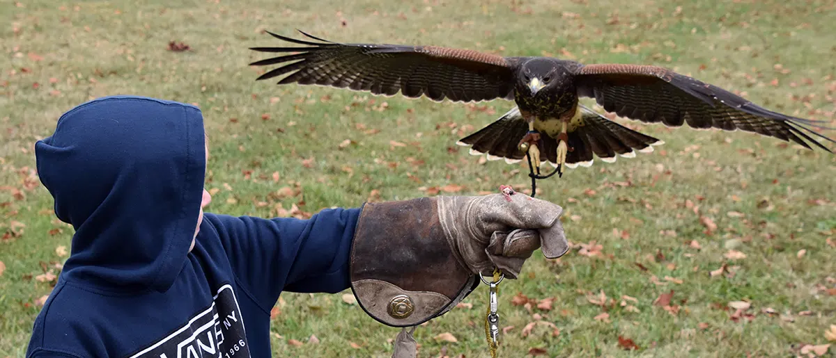 Harris's Hawk flying to child's hand