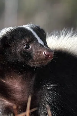 how to stop skunks from digging up lawn