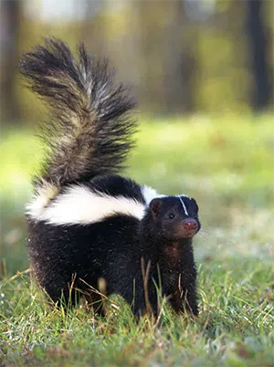  skunk in the grass