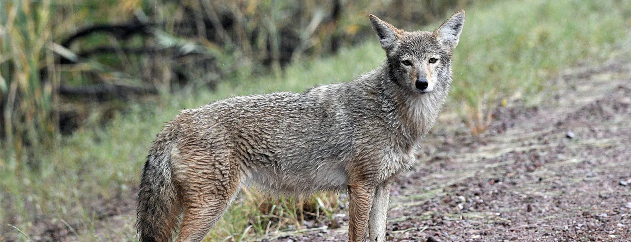 North Greenbush PD warn of coyote sightings