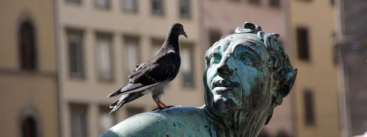 Bird sitting on statue