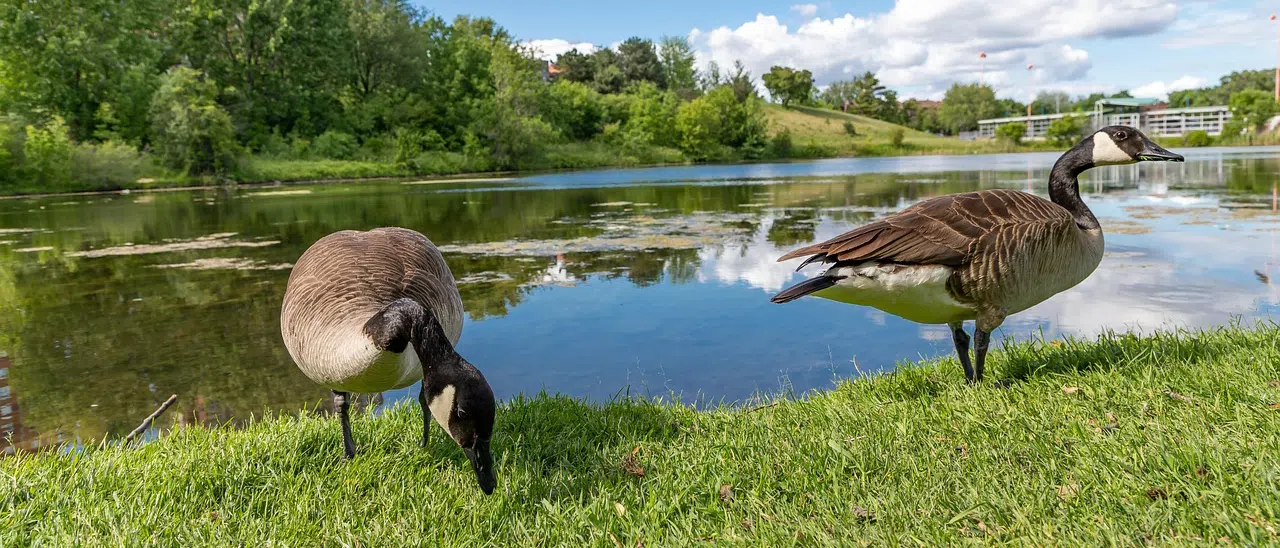 Is it legal to kill Canada Geese? Canada Geese on grass by pond