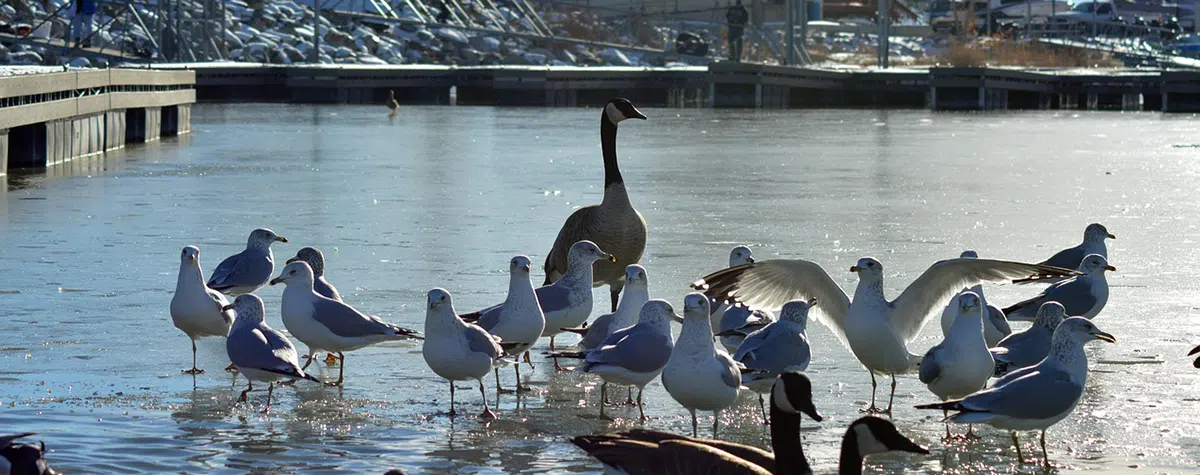 How to keep Geese away from docks and marinas geese and other birds by dock