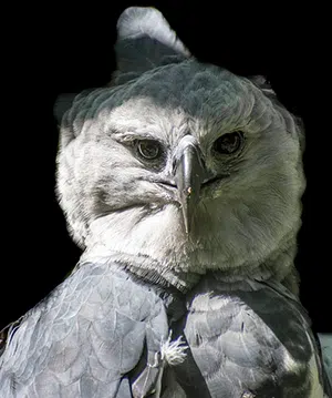 large bird of prey harpy eagle