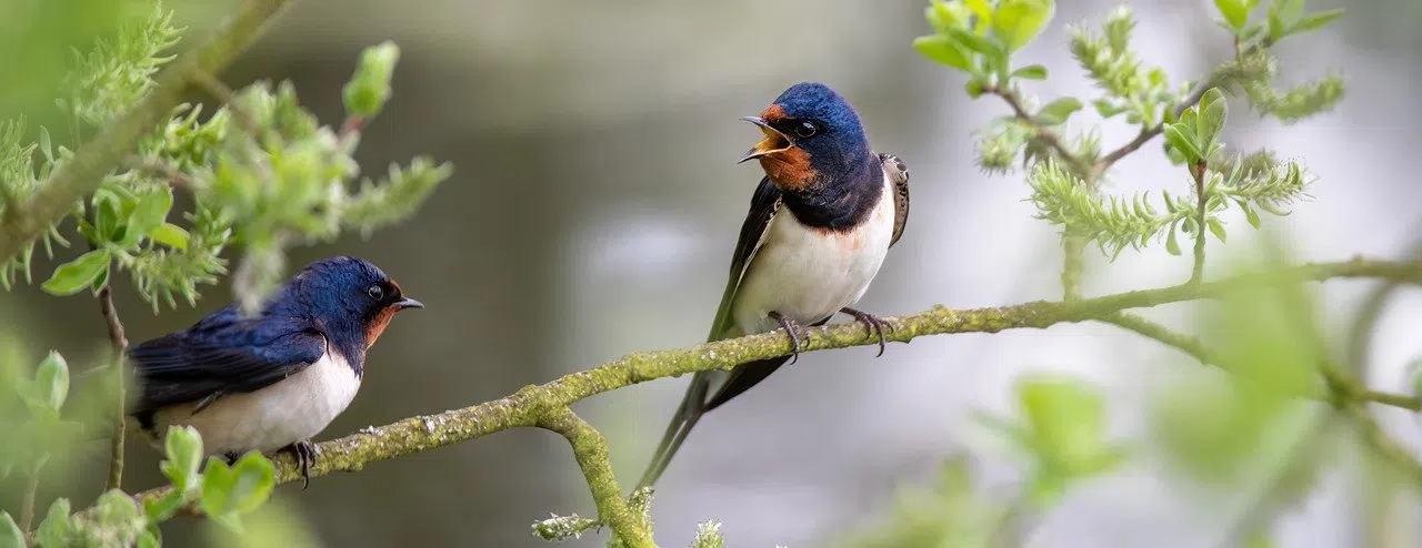 migratory bird permit required for swallows