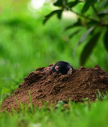 mole emerging from mole hill