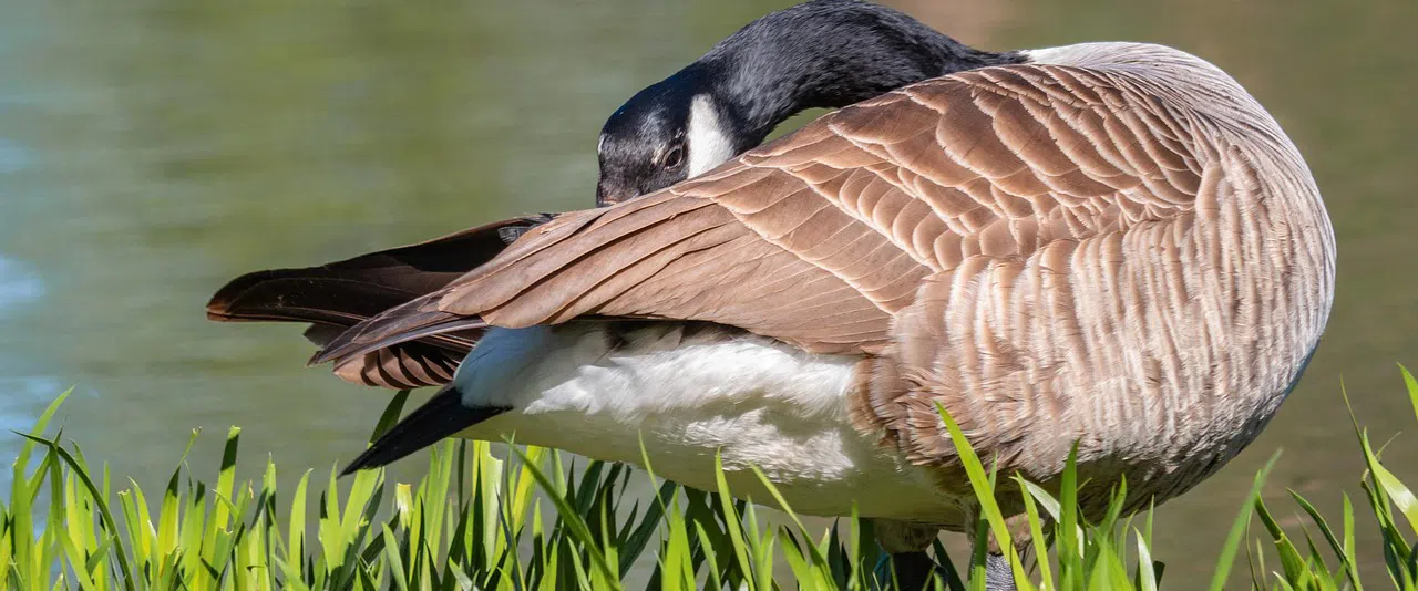 canada goose at water's edge