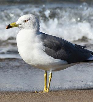 pest bird control gull