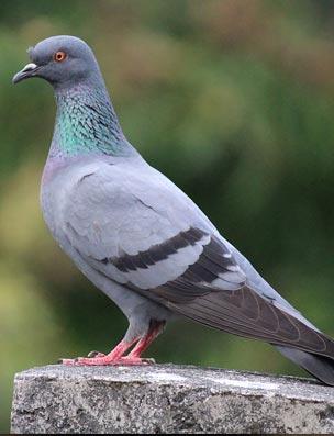 pest bird control pigeon