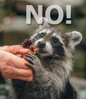 raccoon taking food from human hand