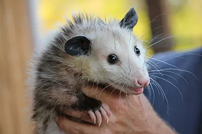 young opossum held up