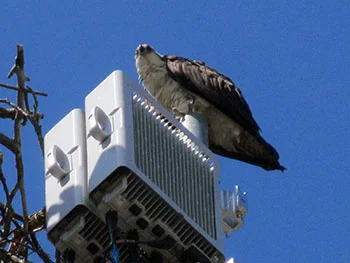 Osprey Nest Removal Toronto GUARANTEED 416.429.5393