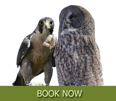 owl falconry exp book now