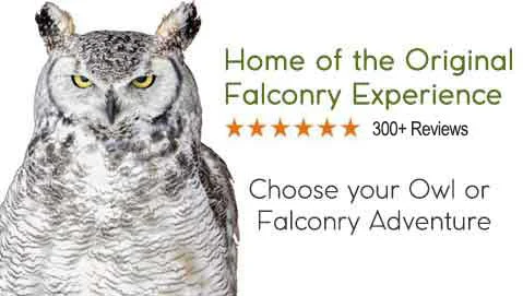 Falconry experience, Toronto