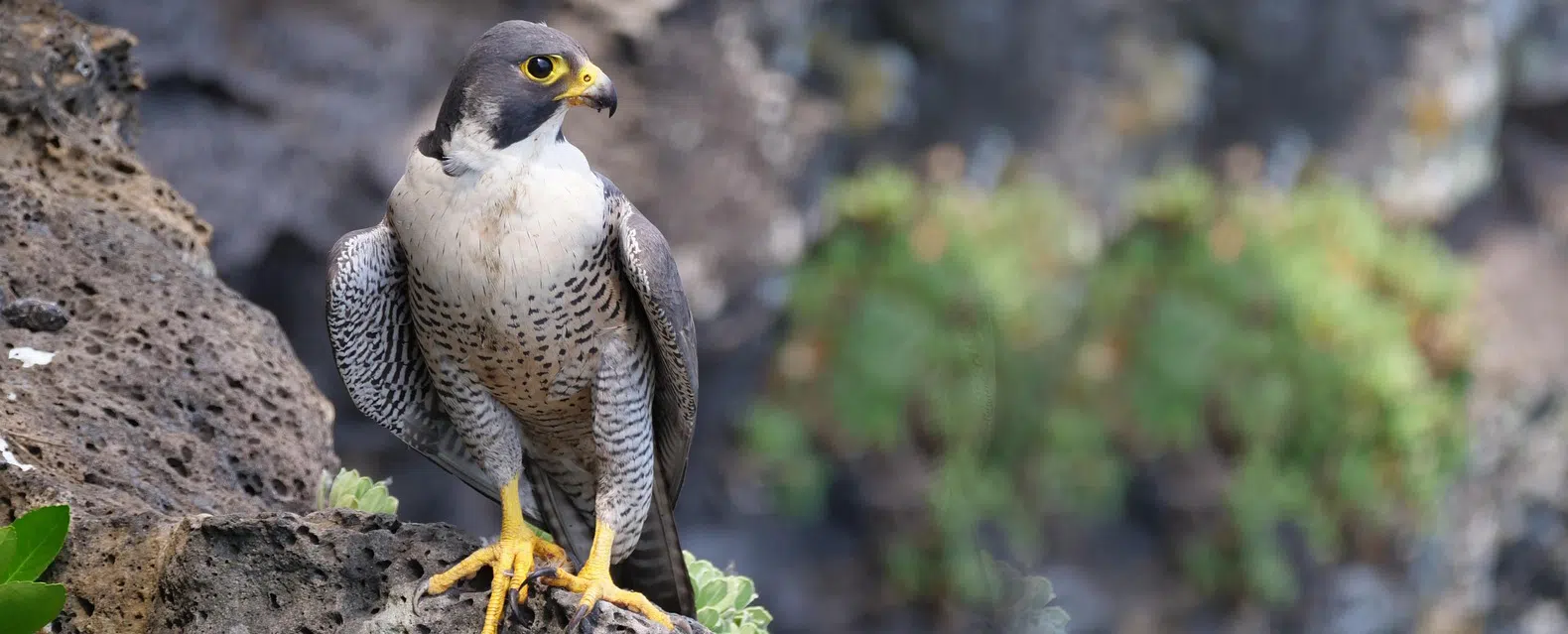 peregine falcon sitting on cliff