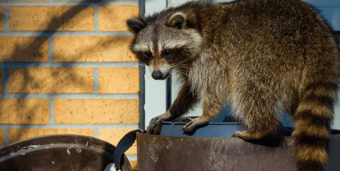 permamently remove raccoons