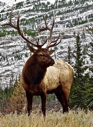 pest animal elk