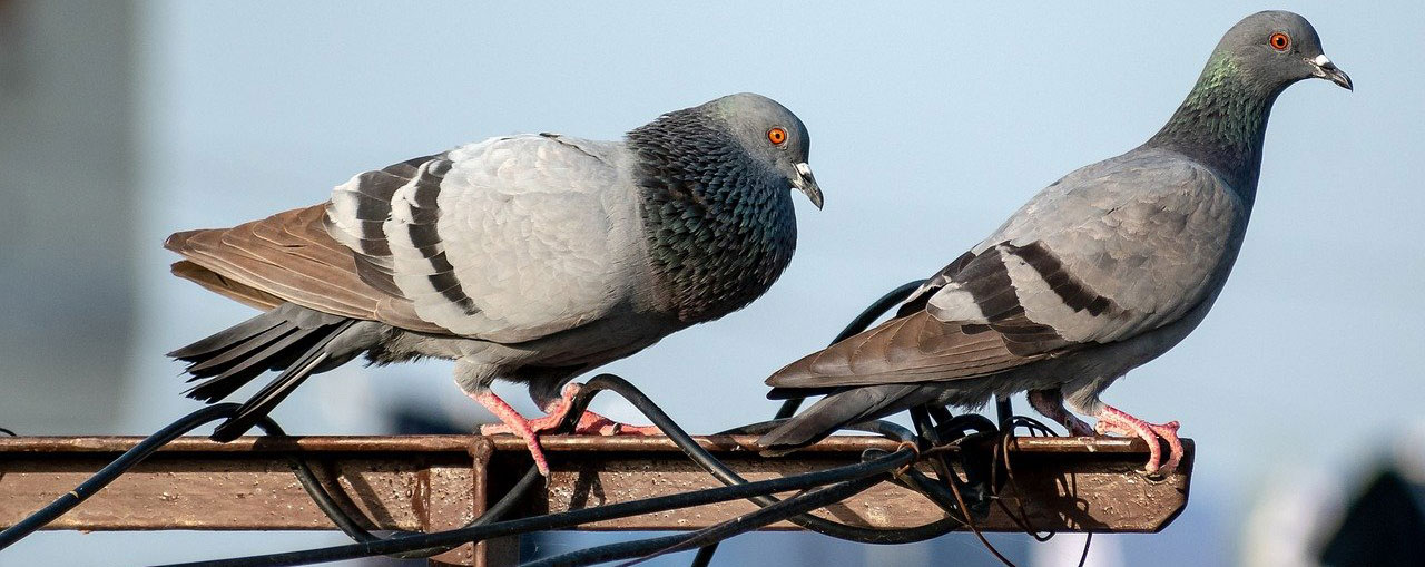 The difference between Pigeon Control and Pigeon Removal