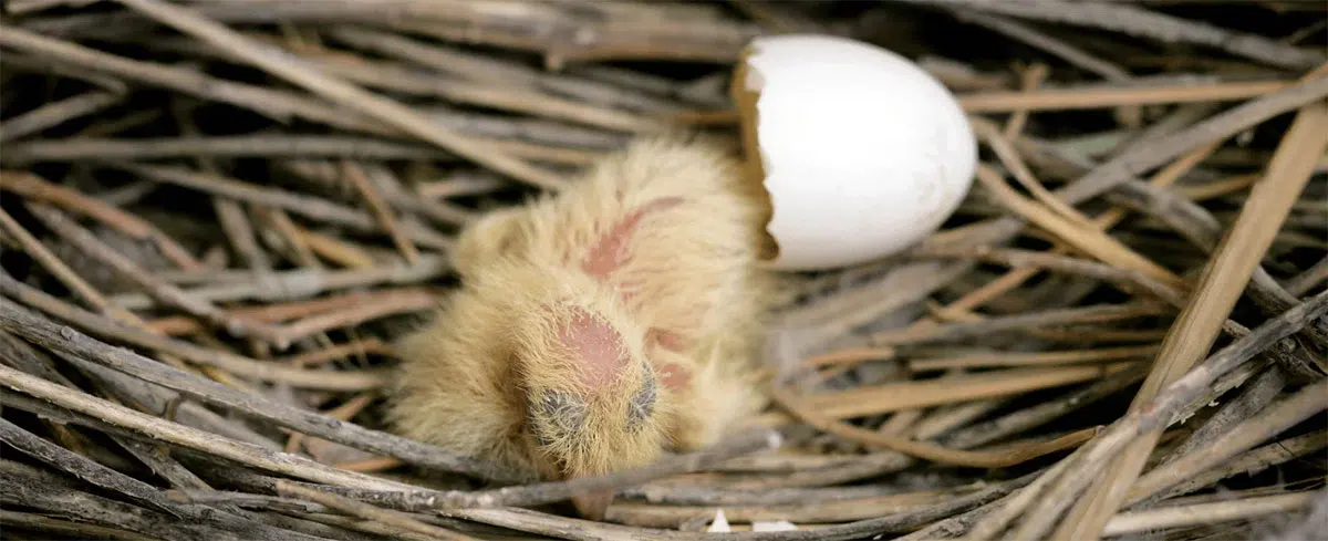 pigeon fledgling