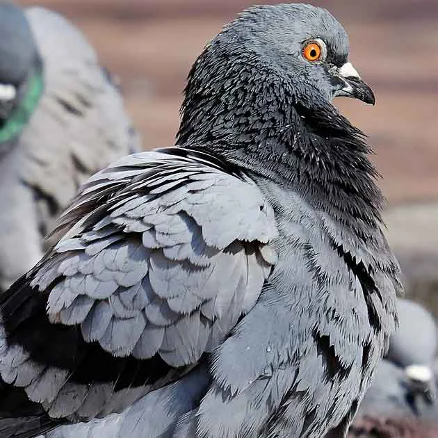 ✓️Live Pigeon Trapping Toronto