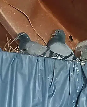 2 pigeons on a barn beam